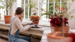 Handige ideeën: De 10 beste planten voor het zuiveren van de lucht in huis en waarom ze nodig zijn