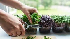 Microgroenten knippen met schaar op vensterbank, verse kruiden oogsten binnenhuis.